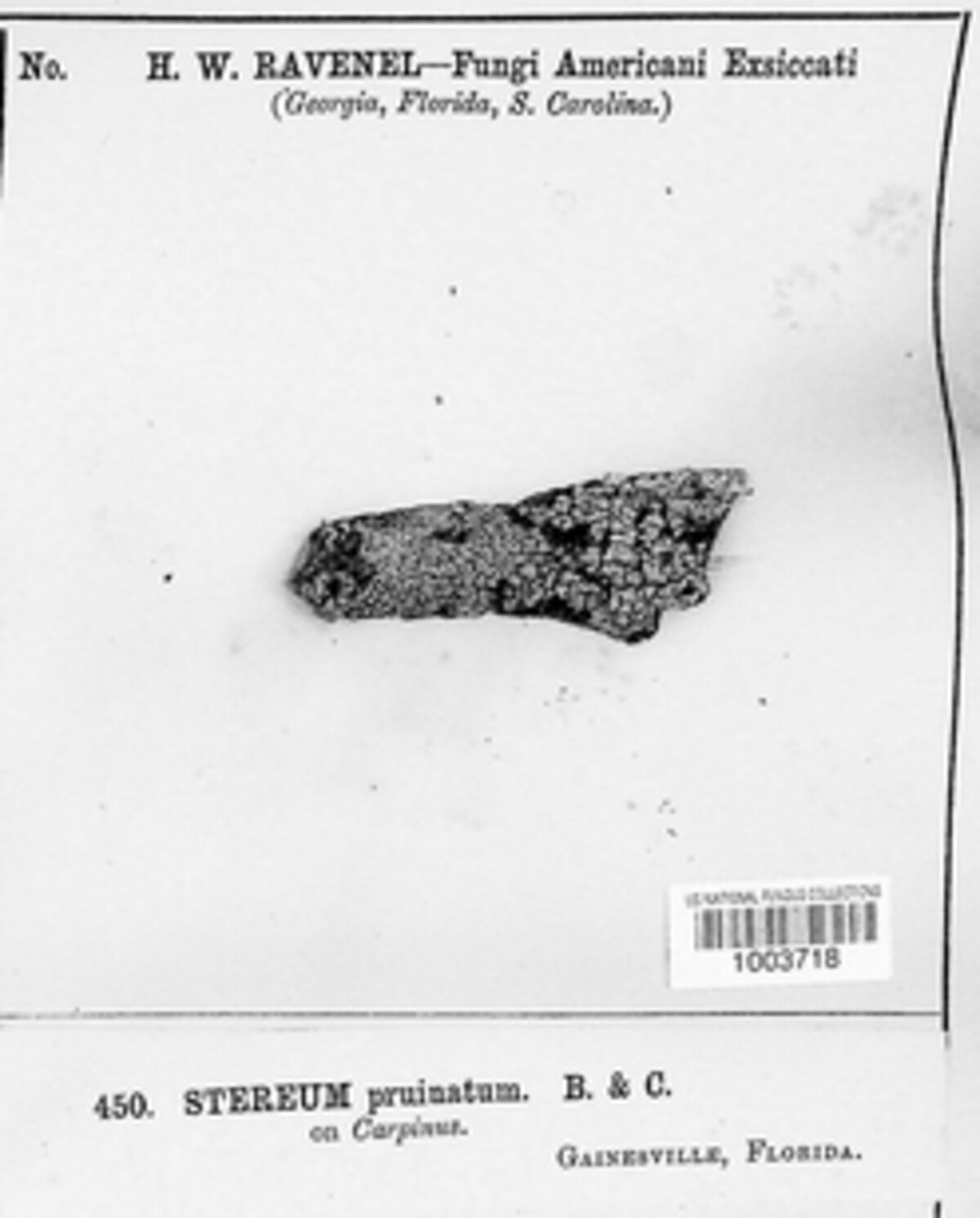 Stereum pruinatum image